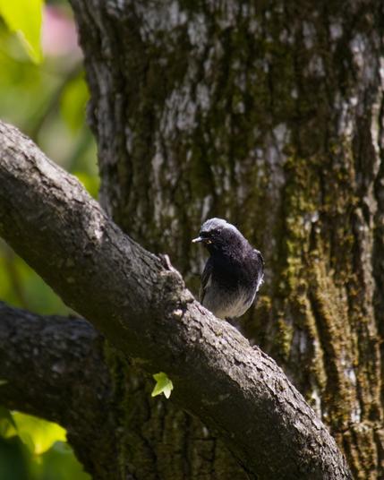 Male black redstart on a tree branch