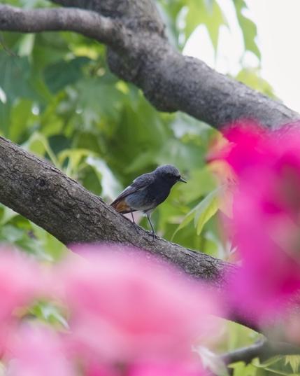Male black redstart on a tree branch, some pink roses in the foreground.