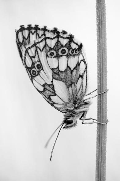 Schachbrettfalter von der Seite am Stengel in schwarzweiß.