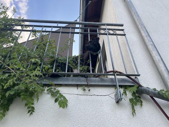 Das Bild zeigt einen schwarzen Hund auf einem Balkon eines Gebäudes. Der Hund steht hinter einem Metallgeländer und blickt nach oben. Er trägt eine Leine, die an einem Haken befestigt ist. Der Balkon ist mit grünen Pflanzen verziert, die über das Geländer hängen. Die Wand des Gebäudes ist weiß und hat ein paar kleine Kratzer. Im Hintergrund ist ein Teil des Gebäudes und ein blauer Himmel mit ein paar Wolken zu sehen. Der Hund scheint auf etwas zu warten oder zu beobachten.

Bereitgestellt von @altbot, privat und lokal generiert mit Ovis2-8B

🌱 Energieverbrauch: 0.158 Wh