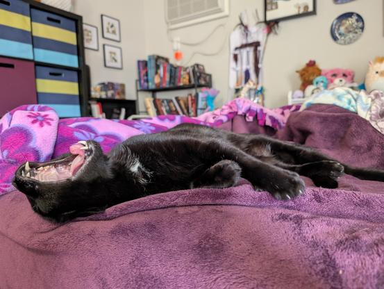 Charlie the void cat lying on his side on top of my bed. He is facing the ceiling and yawning upwards, exposing the very pink inside of his mouth.