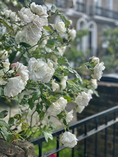white flowers in a front garden in Kentish Town, North London.