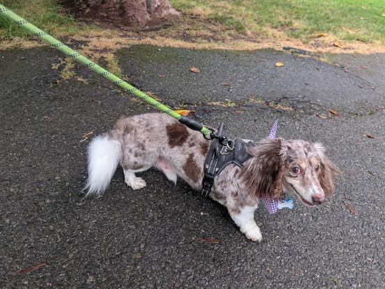 A Dachshund with a fresh furcut showing off to the world.