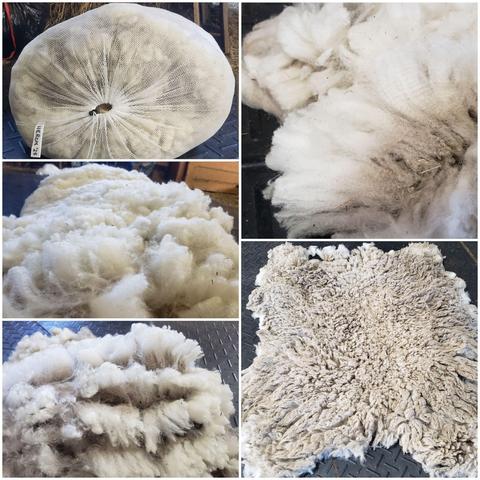 A collage of pics of a fleece off our primary ram, Heron. This fleece is very soft, long staple, with good crimp.