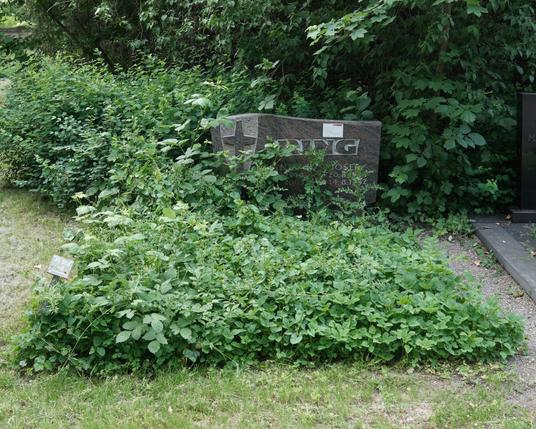 Ein zugewuchertes Grab. Auf dem nur noch halb zu sehenden Grabstein klebt ein Aufkleber der Stadt Köln,  mit dem Hinweis, die Hinterbliebenen mögen sich bei der Stadt melden.