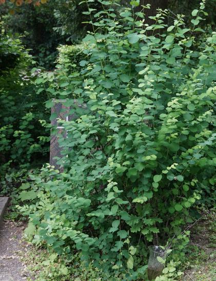 Ein komplett zugewuchertes Grab. Vom Grabstein ist nur noch ein kleines Eckchen zu sehen.