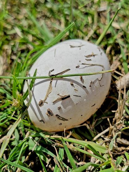 An actual white turtle egg nestled in green grass. Small pieces of brown grass cling to the egg shell.