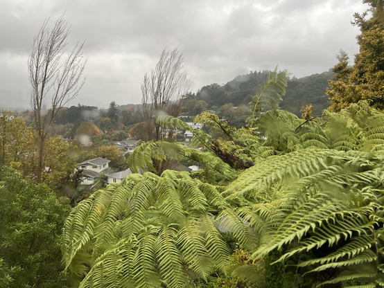 A blustery and overcast view of Upper Hutt New Zealand. Bare branched poplar trees are curve over in the howling 90kmh winds. Giant tree ferns in the foreground dance and shimmer in a blur. Drops of rain distort portions of the view and sheets of rain lash and scrub the windows. Not a great day for being outside and remaining dry.