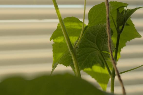 Close up of a cucumber plan fruit, barely starting to grow.