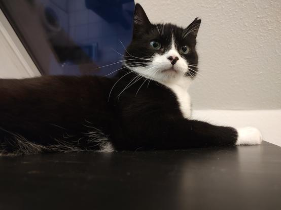Der Kater Phips liegt entspannt auf dem Küchentisch