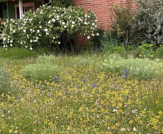 A short front yard meadow with lots of yellow rattle, a little blue common camas, and  a couple gray clumps of Oregon sunshine, spread out in front of a shrub border featuring a large white flowered rugosa rose, a evergreen huckleberry, and a rosemary.

Photo taken in May 2025 north of Seattle. Public Domain.
