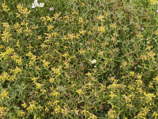 A two foot by two foot section of a front yard meadow with lots of yellow rattle with a bit of white Meadowfoam and pink sea blush here and there.

Photo taken in May 2025 north of Seattle. Public Domain.