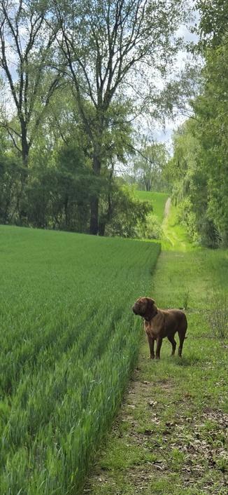 A French Mastiff (Dogue de Bordeaux) named Ruby looks left from the lower right frame over a green field of winter wheat in May