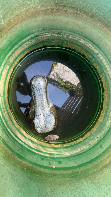 Ein Krokodil taucht im brackwasser einer regentonne