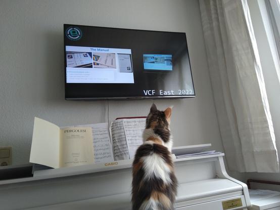 Our maine coon Melody, sitting in front of a wall-mounted display showing a video from VCF East 2022. The video is about the production process of #Re4091 (https://scsi.me/) and shows a slide ("The Manual") on the left and a view of the podium on the right.

Melody is sitting on an e-piano below the display, looking straight at the display. There's also a selection of sheet music on the e-piano's music stand.