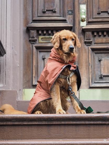 A golden retriever sitting on top of stairs in front of old wooden doors. The dog is wearing a rain coat and a leash is dangling from his chest, resting on the floor. The dog looks poised and regal.