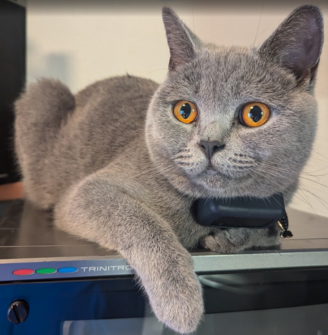 A very beautiful blue british short hair cat sitting on top of a CRT monitor.