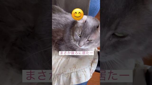 まさかの後ろに #ねこ動画 #かわいい猫 #アメリカンカール