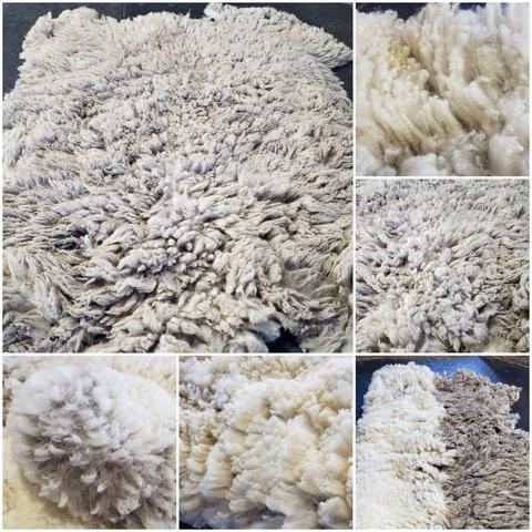 A collage of pics of Hawk's fleece with some close-up shots showing the wool locks.