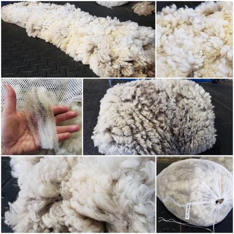 Another collage of pics of Hawk's fleece with some close-up shots showing the wool locks.