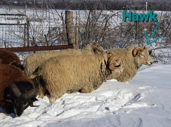 The rams in full wool in a snowdrift, with Hawk in the lead looking squinty eyed in the sun.