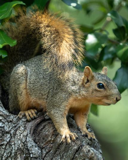 A fox squirrel perches on a tree branch, surrounded by foliage, with its tail curled behind it.