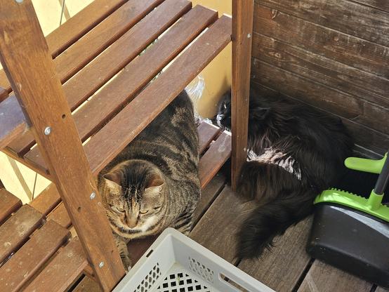 Striped cat "Sox" and black long-haired cat "Hope" lying in an edge of the balcony between different wooden parts.