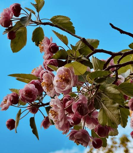 The frame is filled with beautiful round small pink flowers blooming on a tree against a very blue sky