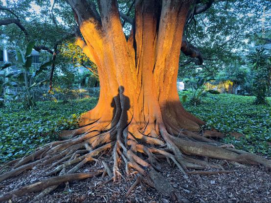 A very large fig tree trunk with intertwined roots is the only object in the scene lit by the just risen sun. It stands in an otherwise shadowy green glade, with apartments glimpsed in the background. The shadow of the photographer, alone, is thrown onto the tree trunk, stark against the golden light.