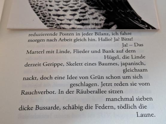 Foto Ausschnitt aus dem Gedicht RAUBVOGELALLEE aus dem neuen Gedichtband Sieben Flüsse von Armin Thurnher. DIe Textzeilen schreibe ich später noch dazu. Ein Satz lautet: In der Räuberallee sitzen manchmal sieben dicke Bussarde, schäbig die Federn, tödlich die Laune. SD