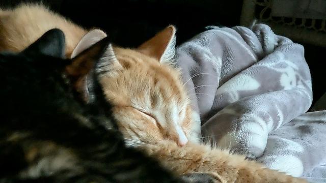 A ginger cat is seen napping with his right paw extended.  

In the background to his left, there is a rumpled grey blanket.  

To his right, in the foreground, we see the back of the head of a dark tortoiseshell cat, also sleeping.