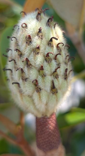 Part of a magnolia flower. A white fuzzy oval with what looks like tiny brown thorns throughout.