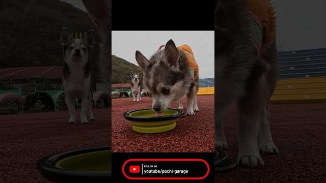 スムースコートチワワ ぐりんぱドッグランでワンコと戯る #Shorts #dog