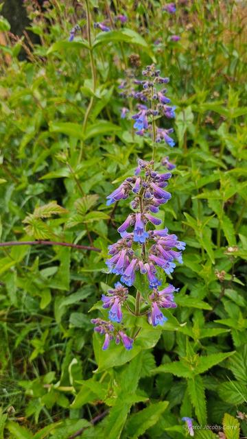 A tall spike of blue, tubular flowers with   five short upturned petals at the end stands above a patch of ovate dentate opposite bright green leaves ( try saying that without stumbling!) There are a few more spikes in the background. In about a week, this will be in full bloom, and the bumblebees will be delighted. I have seen bumblebees rip penstemon flowers open to get at the nectar. It must be choice stuff.