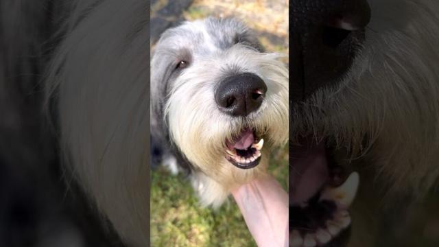 His favourite reward!🥰 #dog #collie #beardedcollie #doglover #doglife #shorts