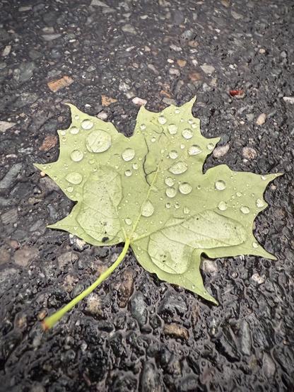 Maple leaf flattened on road after being torn of from storm winds, covered in big water droplets