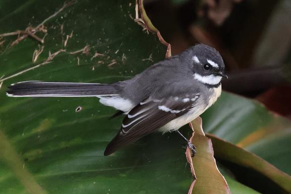 Grey Fantail.