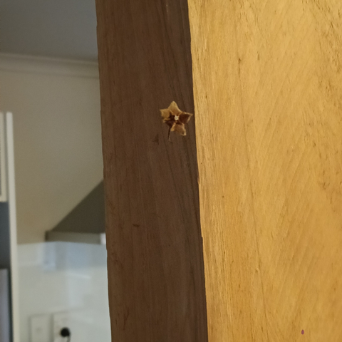 a brown dead flower mid air against a brown wood backdrop
