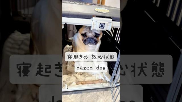 [PUG] 寝坊スケ (sleepyhead) 早起きの たますけが呼んでる (His little brother wakes up early and calls out to him)