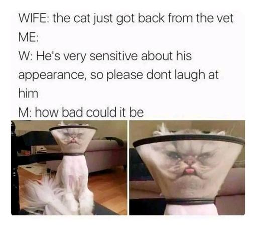 Wife: the cat just got back from the vet 
Me:
W: he's very sensitive about his appearance, so please don't laugh at him 
Me: how bad could it be
Below is a photo of a white and very angry cat looking through a clear plastic cone.