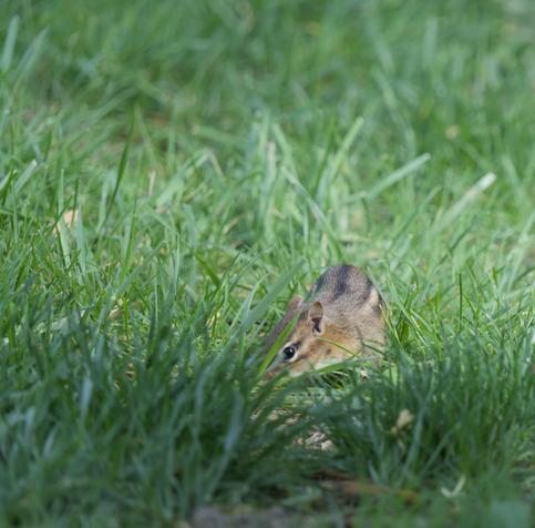 A chipmunk in a mowed lawn, with it's face down in the grass, rooting for seeds dropped by birds from a nearby feeder. They have the characteristic black and tan racing stripes along their back, along with their cute little ears sticking up listening for danger. The surrounding grass is quite green and goes in and out of focus from front to back, creating a sense of depth.