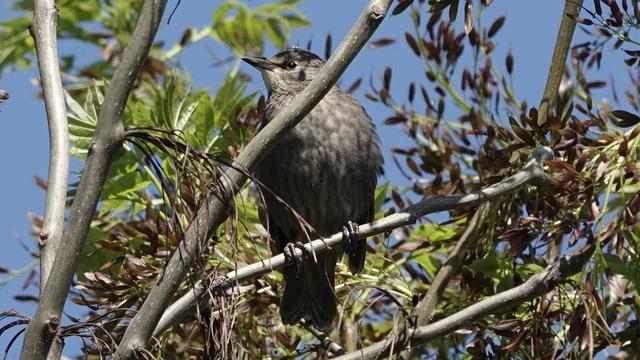 A juvenile starling perched in a tree facing us with its head turned to our left. It is light fluffy flecked grey tummy and dark head and tail. Behind it are green and red leaves in the tree, and a blue sky.
