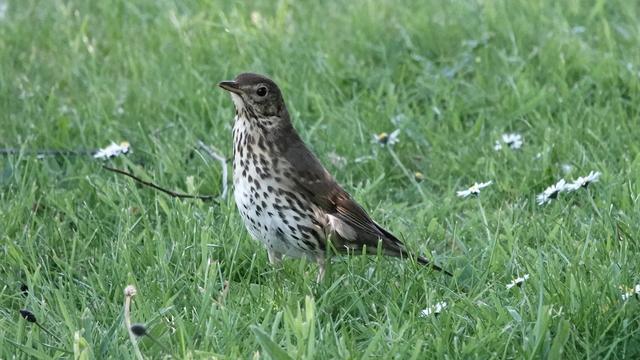 A song thrush standing in rough green grass facing left. White wild flowers - daisies - are scattered around. The bird has a brown back and wings, and white front flecked with brown markings.