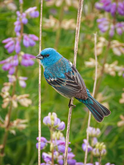 A photo of a male lazuli bunting (Passerina amoena), a small finch-like songbird with a vivid blue head, back, and wings, perched on a thin vertical dried stalk set amongst purple blooming lupine flowers. Its back is to the camera and it is facing to the left of frame, showing off all of its blue coloring.