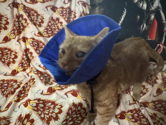 An orange cat wearing a blue protective cone is standing on a patterned blanket featuring birds. In the background, there is a pillow of a muscular figure resembling a superhero.
