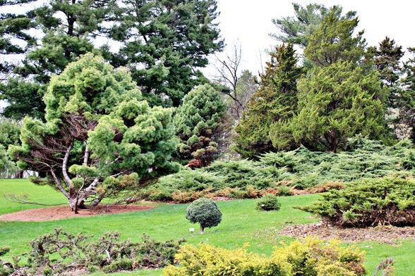 A mix of different varieties of pine and juniper bushes, trees and shrubs on a small hill with green grass lawn in between.