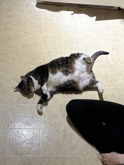 Squirrel Cat getting her belly rubbed.