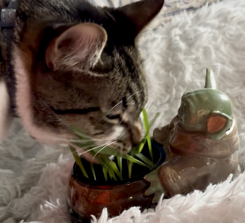 Tabby cat eating cat grass out of a Grogu planter