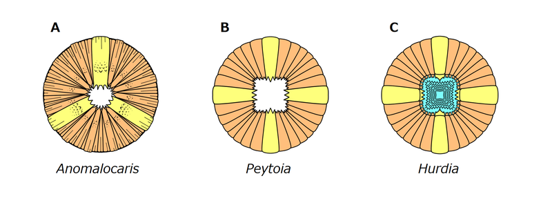 Diagrams of Radiodont mouth structures, in the form of rings of radiating segments with a gap in the middle.