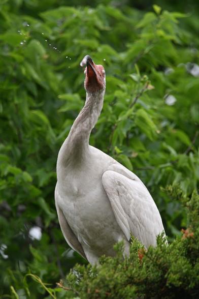 a white ibis with it's down curved beak aloft, water flinging upward that it must have been holding (it is in a tree), eyes closed as if in disdain.

Atlantic City Welcome Center - New Jersey - 5/15